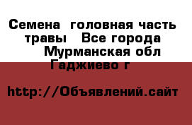 Семена (головная часть))) травы - Все города  »    . Мурманская обл.,Гаджиево г.